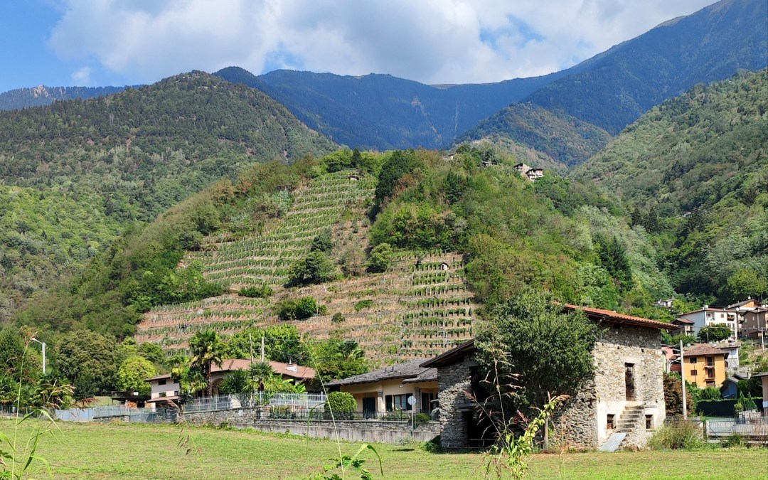 Por la ruta de los vinos de Valtellina