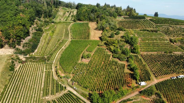 Cata de Vinos de Alsacia en Santiago: Crémant, Pinot Gris y Pinot Noir en una experiencia única