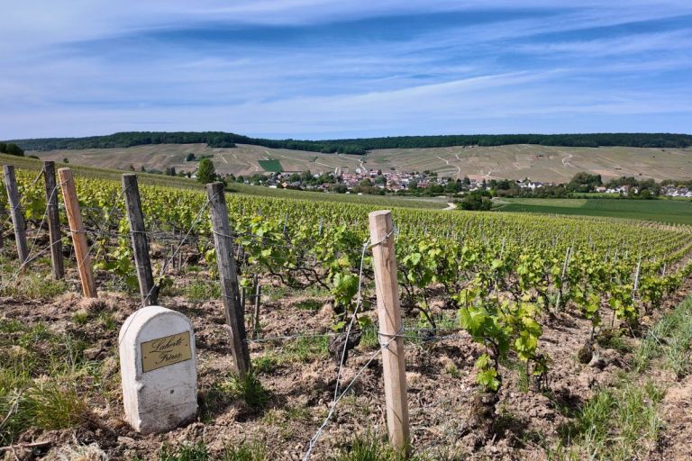 Viñedo de Laherte Frères en Chavot, Champagne.